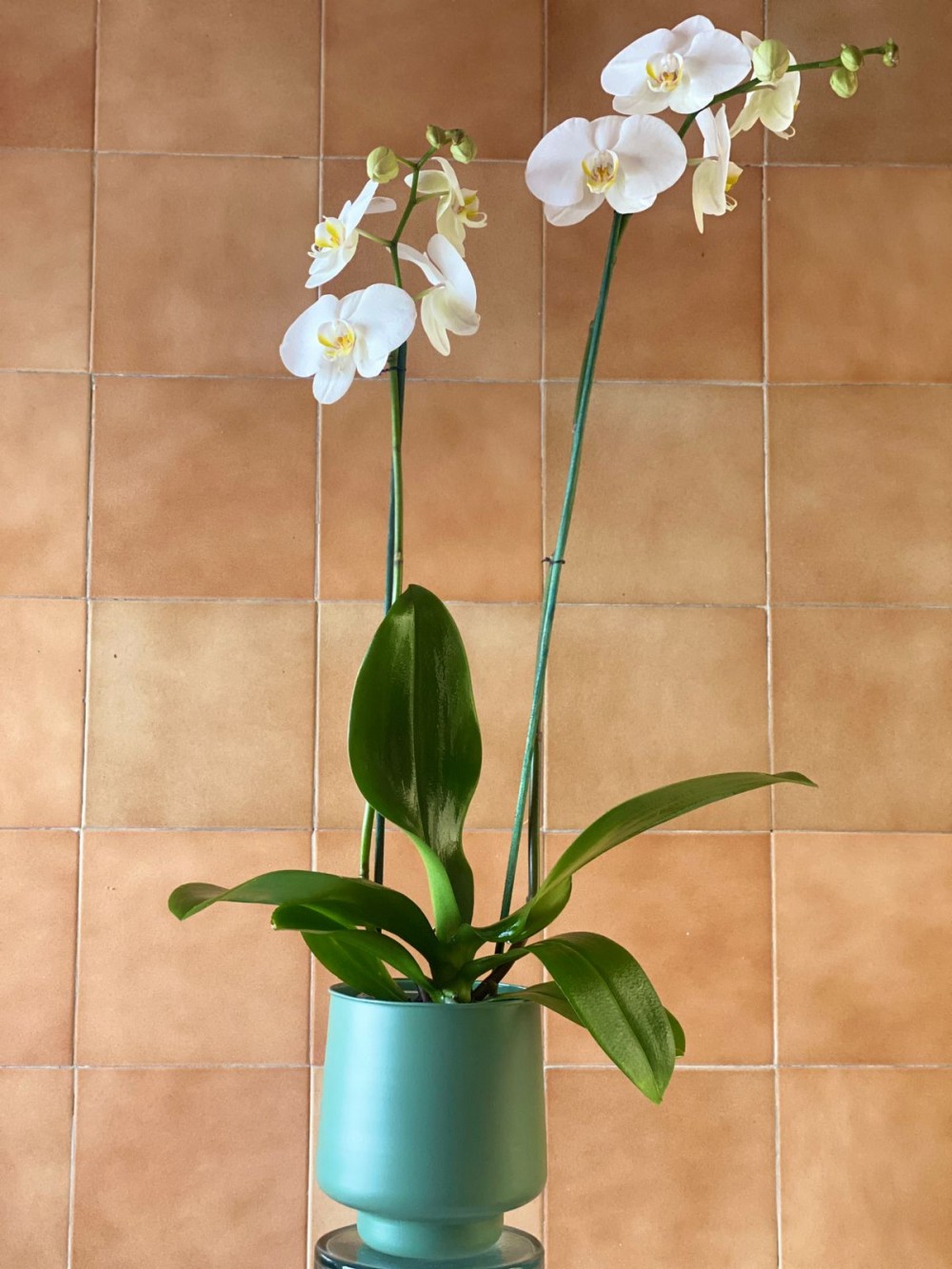 Orquídea blanca - dos varas