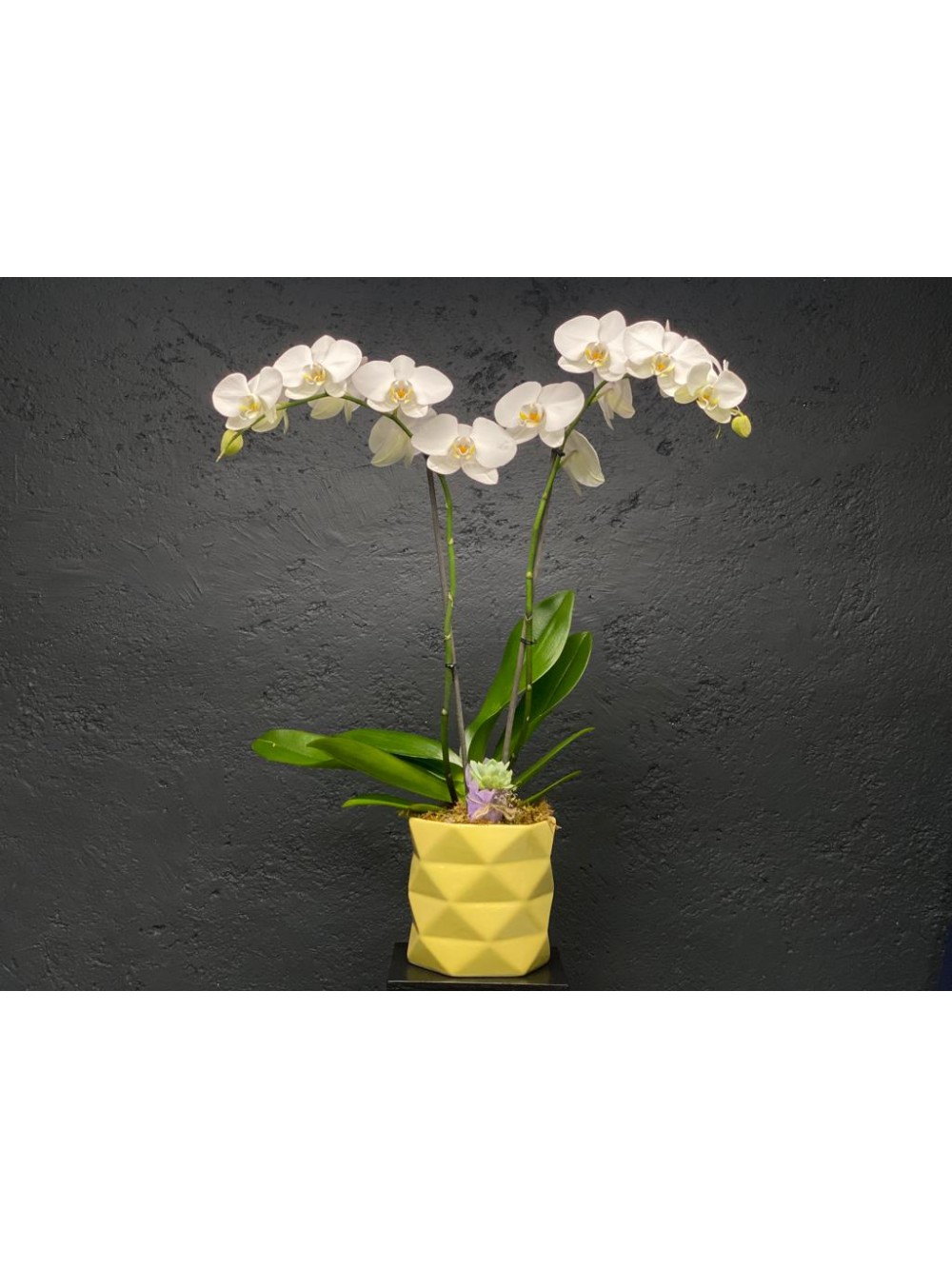 Orquídea blanca de dos varas