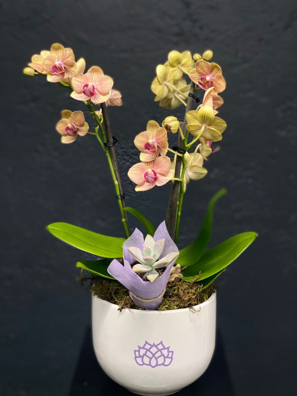 Mini orquídea en base de...