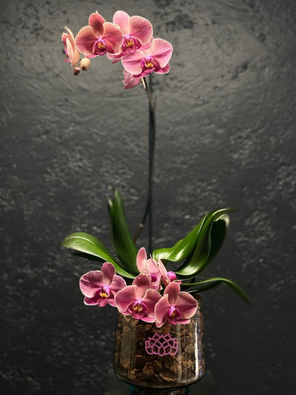 Orquídea amorfa ENFLORES